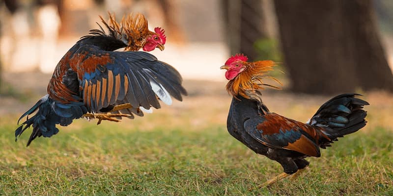 Giới thiệu về Đá Gà ISC tại FM88 Giới thiệu về Đá Gà ISC tại FM88